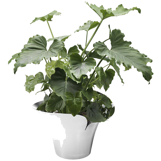 Georg Jensen Stainless Steel Bloom Botanica Large Plant Pot - Image 2