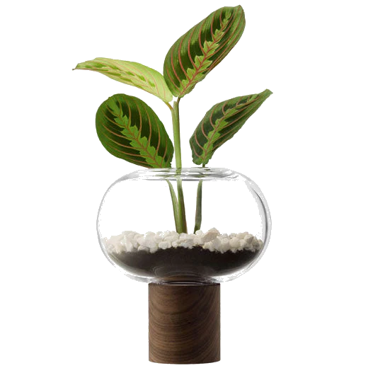 LSA International Select Oblate Tall Vase with Walnut Base - Image 2
