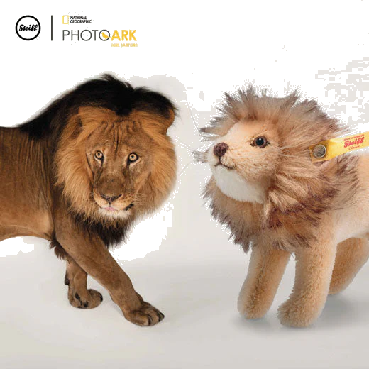 Steiff National Geographic Mini Lion - Image 2